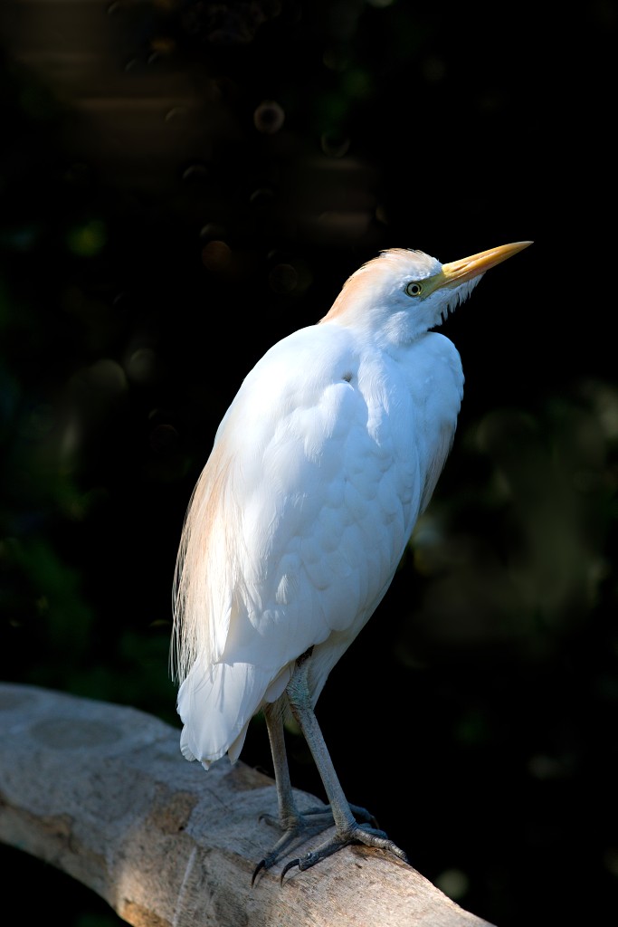 vogels vogel hdr fauna natuur aves zang vliegen vrij